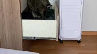 A cat that opens a drawer.
