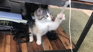 kitten playing - Beautiful