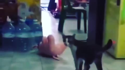 Killer Cat Wrestling Move