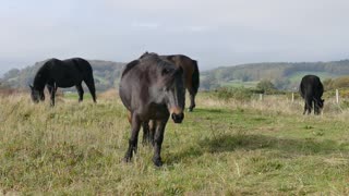 Horses eating grass..beautifull