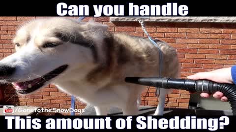Shedding husky will make you rethink owning this breed