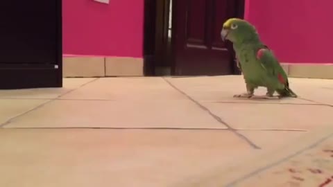 Parrot laughter, why? what's the fun?