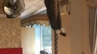 This cat is training to be a super cat