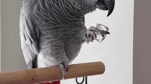 Grey Parrot Eats Ice Cube to Cool Down in Heat Wave