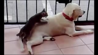 Hilarious Video Of Cat and Dog