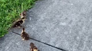 Ducklings Greet Their Dog Friend