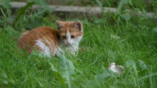 Baby Cats Funny and Cute Videos