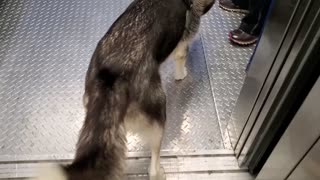 Husky Afraid of Elevator