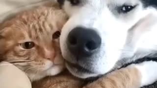 This is love between a cat and a dog