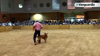 Feria Ganadera - Perros