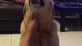 Dog sits still for relaxing neck massage