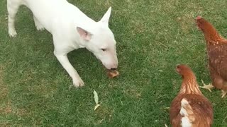 Chickens chase bull terrier for his tasty treat