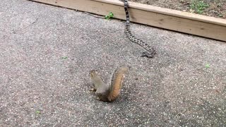 Squirrel Takes on Snake to Protect Its Young