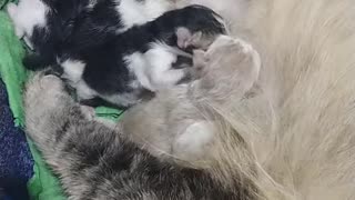 kitten and mother cat