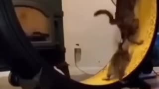 Cute cat funny prank video