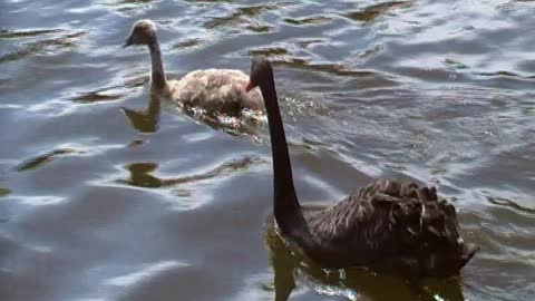 "I'm not an ugly duckling," says swiftly swimming swan cygnet