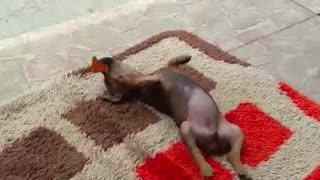 Puppy Plays with Butterfly