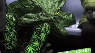Old man dressed like giant weed leaf