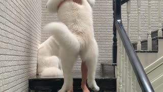 Big Dog Scared of Stairs