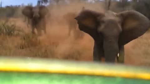 Elephant charges safari guide