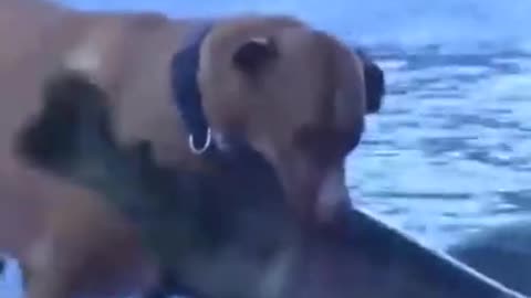 intelligent dog hunting Fish