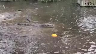 Alligator pumpkin challenge