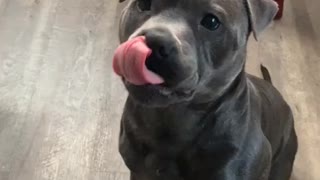 Obedient Staffy gently shares a burger with his owner