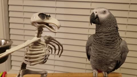 African Grey Parrot Bravely Faces an Avian Skeleton