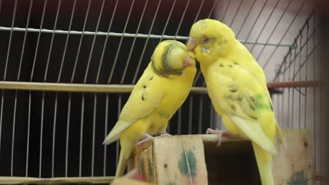 Yellow Birds!!