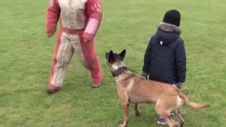 Family protection dog training
