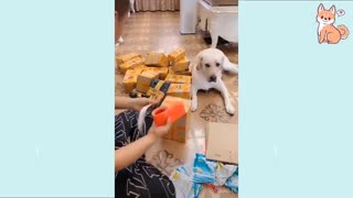 Cute Puppies Cute Funny and Smart Dogs Compilation #2