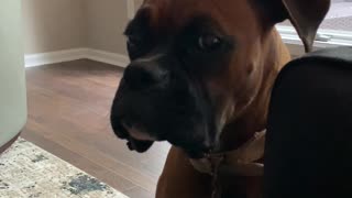 Adorable Boxer Whines over Red Wine