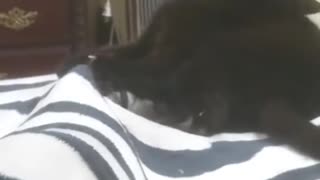 cats VS blankets VS hidden legs