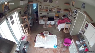 Cat Discovers the Security Camera