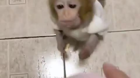 baby ape