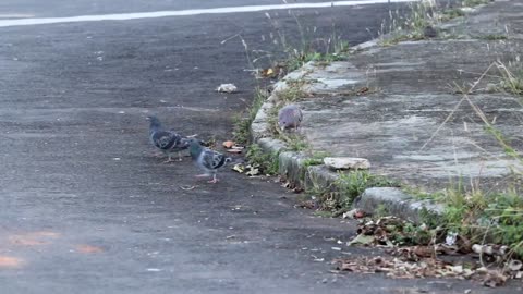 Pigeons feeding in the morning