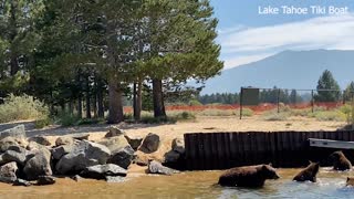 Bear Family Playing at Lake Tahoe