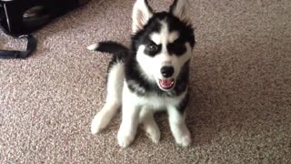 Adorable Husky Puppy Has The Hiccups!