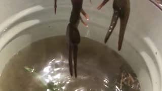 time lapse cooking crayfish