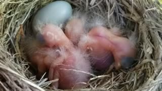 Nest of Newborn Baby Robins