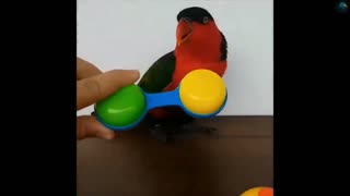 A parrot sings and plays. Very funny