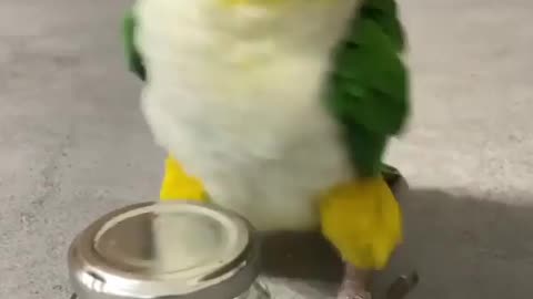 Parrot plays with a container hilarious video
