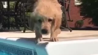 Adorable little puppy learns how to doggy paddle