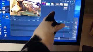cat chases after a computer mouse on the screen