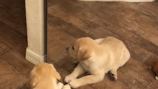 Puppy Adorably Tries To Play With Her Reflection In Mirror