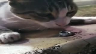 A cat drinks water.cute kitten
