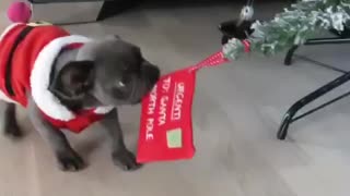 Naughty puppy is the Frenchie that stole Christmas!