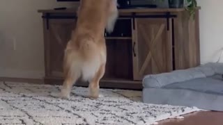 funny video dog 🐶