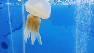 Beautiful Jellyfish Swimming in the Aquarium