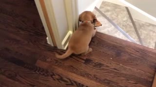 Puppy scared of going down the stairs - funny reaction